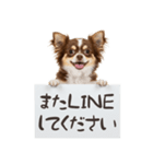 看板を持つチワワの伝えるスタンプ（個別スタンプ：7）