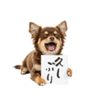 看板を持つチワワの伝えるスタンプ（個別スタンプ：10）