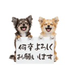 看板を持つチワワの伝えるスタンプ（個別スタンプ：11）