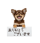 看板を持つチワワの伝えるスタンプ（個別スタンプ：12）