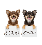 看板を持つチワワの伝えるスタンプ（個別スタンプ：13）