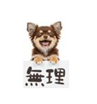 看板を持つチワワの伝えるスタンプ（個別スタンプ：14）