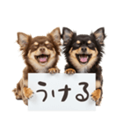 看板を持つチワワの伝えるスタンプ（個別スタンプ：18）