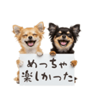 看板を持つチワワの伝えるスタンプ（個別スタンプ：19）