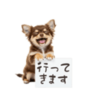 看板を持つチワワの伝えるスタンプ（個別スタンプ：20）