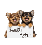 看板を持つチワワの伝えるスタンプ（個別スタンプ：21）