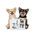 看板を持つチワワの伝えるスタンプ（個別スタンプ：22）