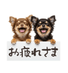 看板を持つチワワの伝えるスタンプ（個別スタンプ：23）