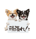看板を持つチワワの伝えるスタンプ（個別スタンプ：24）