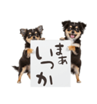 看板を持つチワワの伝えるスタンプ（個別スタンプ：25）