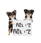 看板を持つチワワの伝えるスタンプ（個別スタンプ：26）