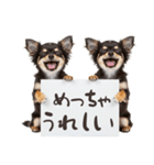 看板を持つチワワの伝えるスタンプ（個別スタンプ：28）