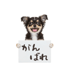 看板を持つチワワの伝えるスタンプ（個別スタンプ：30）