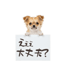 看板を持つチワワの伝えるスタンプ（個別スタンプ：31）