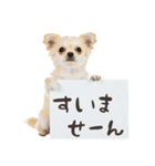 看板を持つチワワの伝えるスタンプ（個別スタンプ：32）