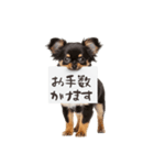 看板を持つチワワの伝えるスタンプ（個別スタンプ：36）