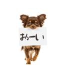 看板を持つチワワの伝えるスタンプ（個別スタンプ：37）