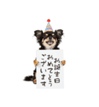看板を持つチワワの伝えるスタンプ（個別スタンプ：40）