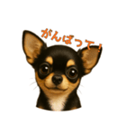 チワワのやさしい毎日（個別スタンプ：6）