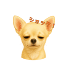 チワワのやさしい毎日（個別スタンプ：10）
