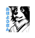 武士ボーダーコリーが参る！（個別スタンプ：1）