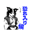 武士ボーダーコリーが参る！（個別スタンプ：4）