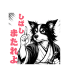 武士ボーダーコリーが参る！（個別スタンプ：8）