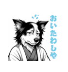 武士ボーダーコリーが参る！（個別スタンプ：12）