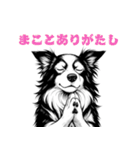 武士ボーダーコリーが参る！（個別スタンプ：31）