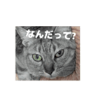 犬猫もろもろスタンプ（個別スタンプ：1）