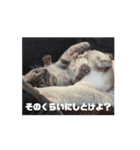 犬猫もろもろスタンプ（個別スタンプ：2）