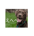 犬猫もろもろスタンプ（個別スタンプ：3）