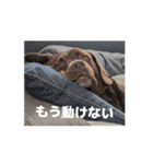 犬猫もろもろスタンプ（個別スタンプ：5）