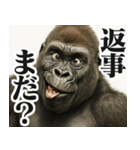 圧の強いウザゴリラ【煽り/面白い】（個別スタンプ：14）