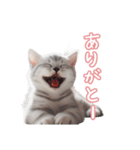 AIアメリカンショートヘアー（個別スタンプ：5）