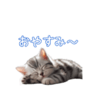 AIアメリカンショートヘアー（個別スタンプ：6）