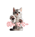 AIアメリカンショートヘアー（個別スタンプ：10）