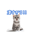 AIアメリカンショートヘアー（個別スタンプ：12）