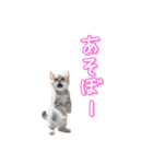 AIアメリカンショートヘアー（個別スタンプ：15）