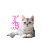 AIアメリカンショートヘアー（個別スタンプ：19）