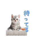 AIアメリカンショートヘアー（個別スタンプ：21）