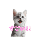 AIアメリカンショートヘアー（個別スタンプ：24）