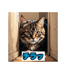 表情40変！ネコ劇場 【17】（個別スタンプ：36）