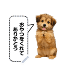 できる不動産営業犬 琥珀のメッセージ（個別スタンプ：1）