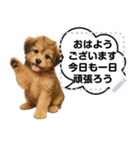 できる不動産営業犬 琥珀のメッセージ（個別スタンプ：2）
