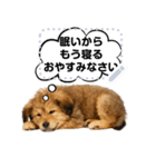 できる不動産営業犬 琥珀のメッセージ（個別スタンプ：3）