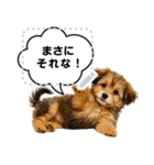 できる不動産営業犬 琥珀のメッセージ（個別スタンプ：4）