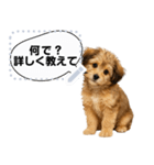 できる不動産営業犬 琥珀のメッセージ（個別スタンプ：5）