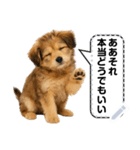 できる不動産営業犬 琥珀のメッセージ（個別スタンプ：6）