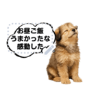 できる不動産営業犬 琥珀のメッセージ（個別スタンプ：7）